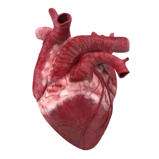 Heart